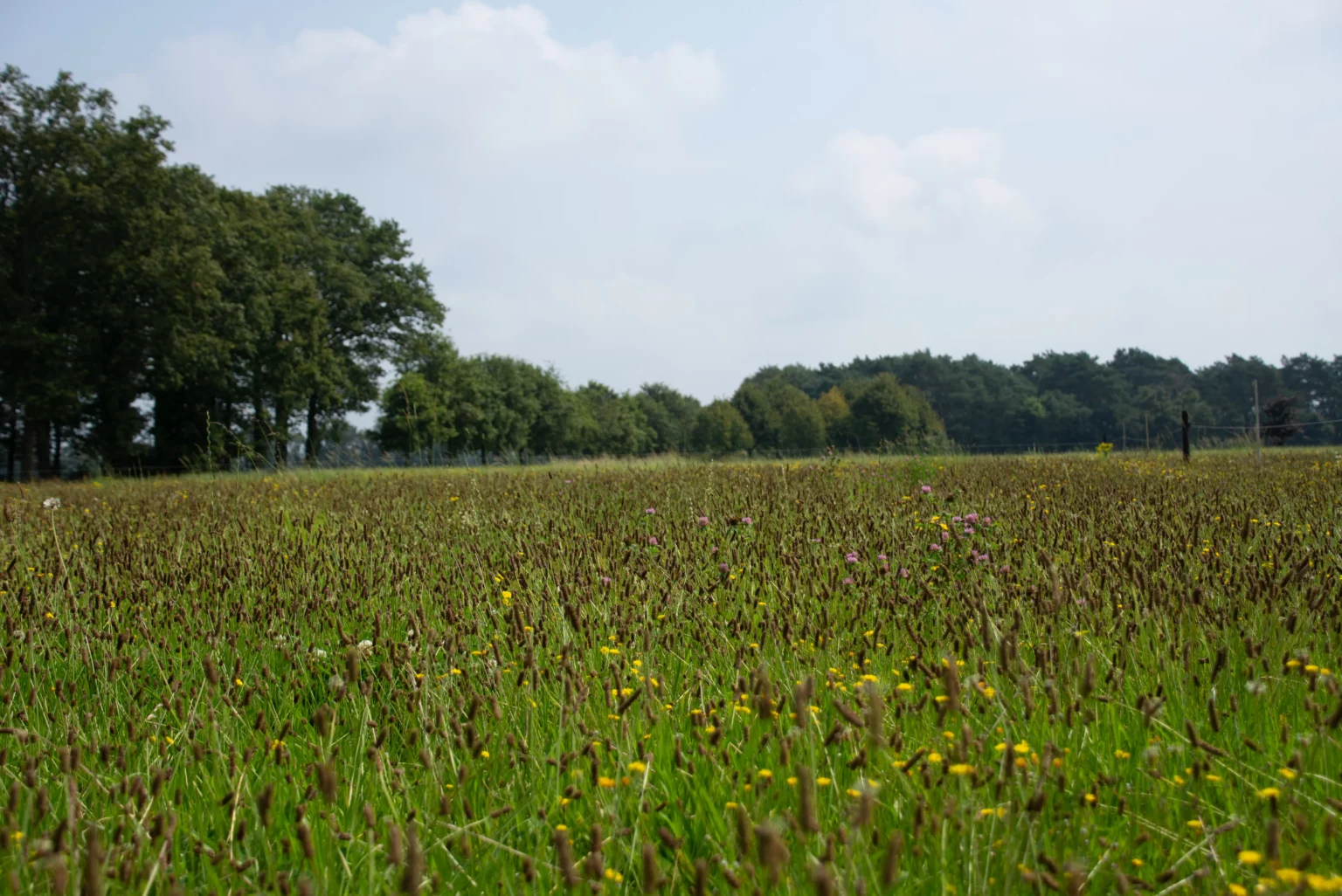 Uitzicht over minicamping De Lindershoeve in de Pielis bij Bergeijk