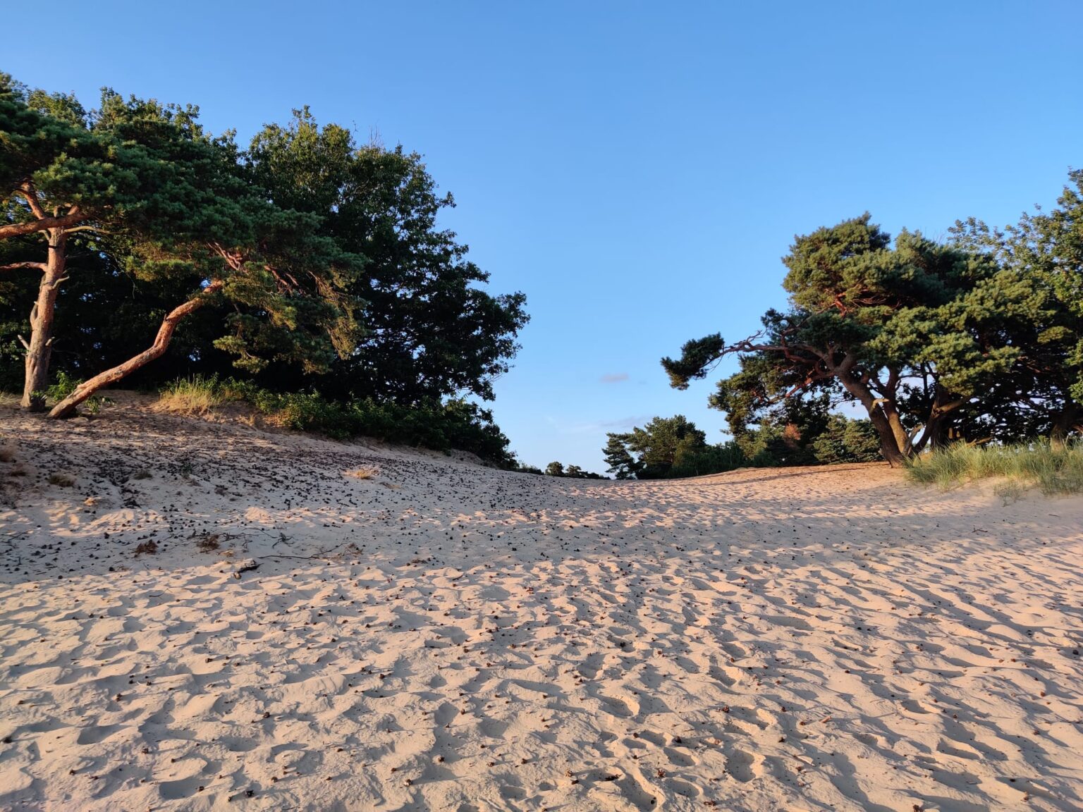 Zandduinen en dennen in de Lommelse Sahara